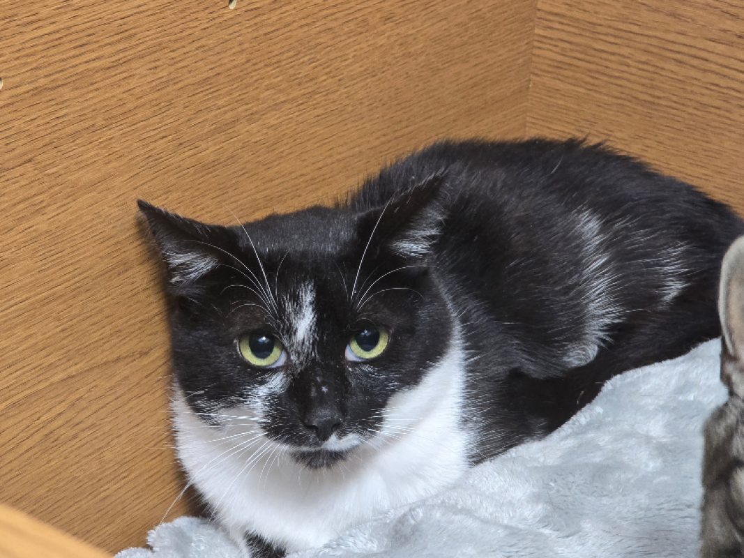Mystere - Chat Européen à adopter