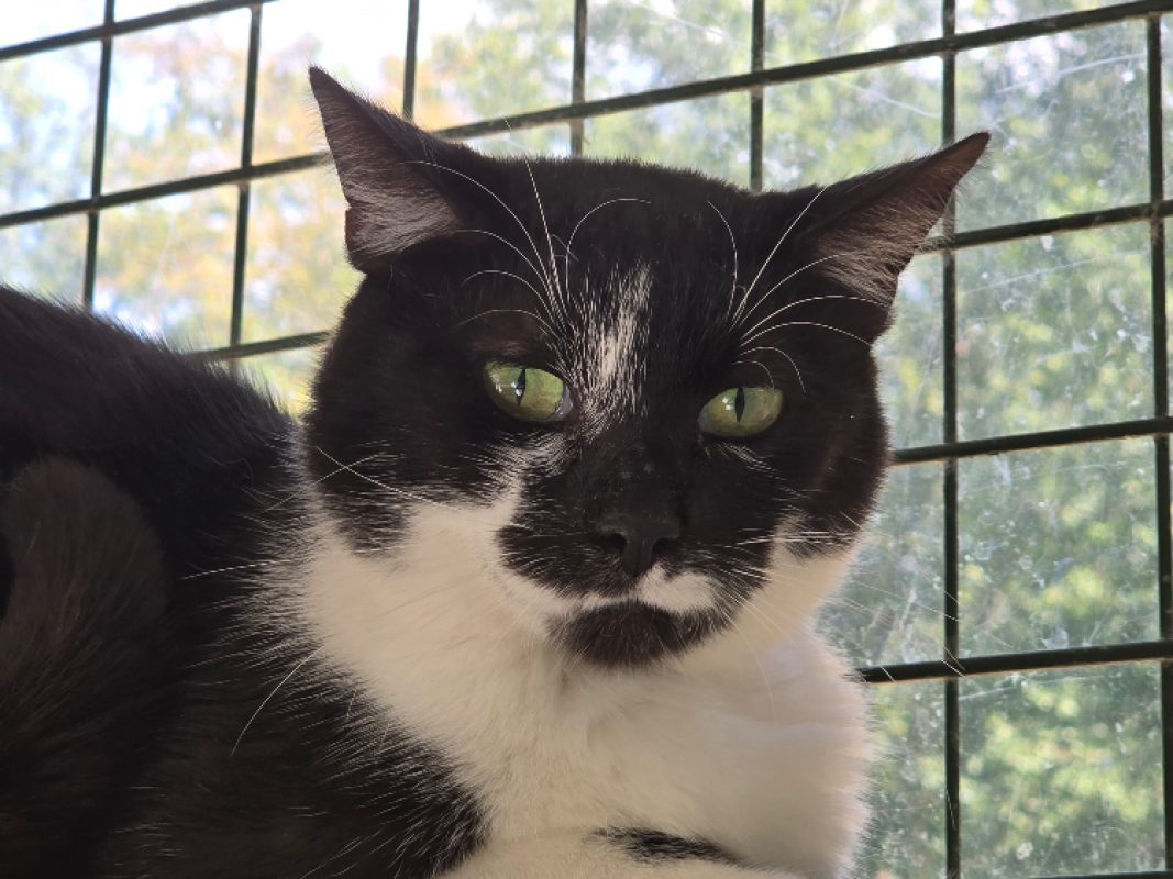 Mystere - Chat Européen à adopter