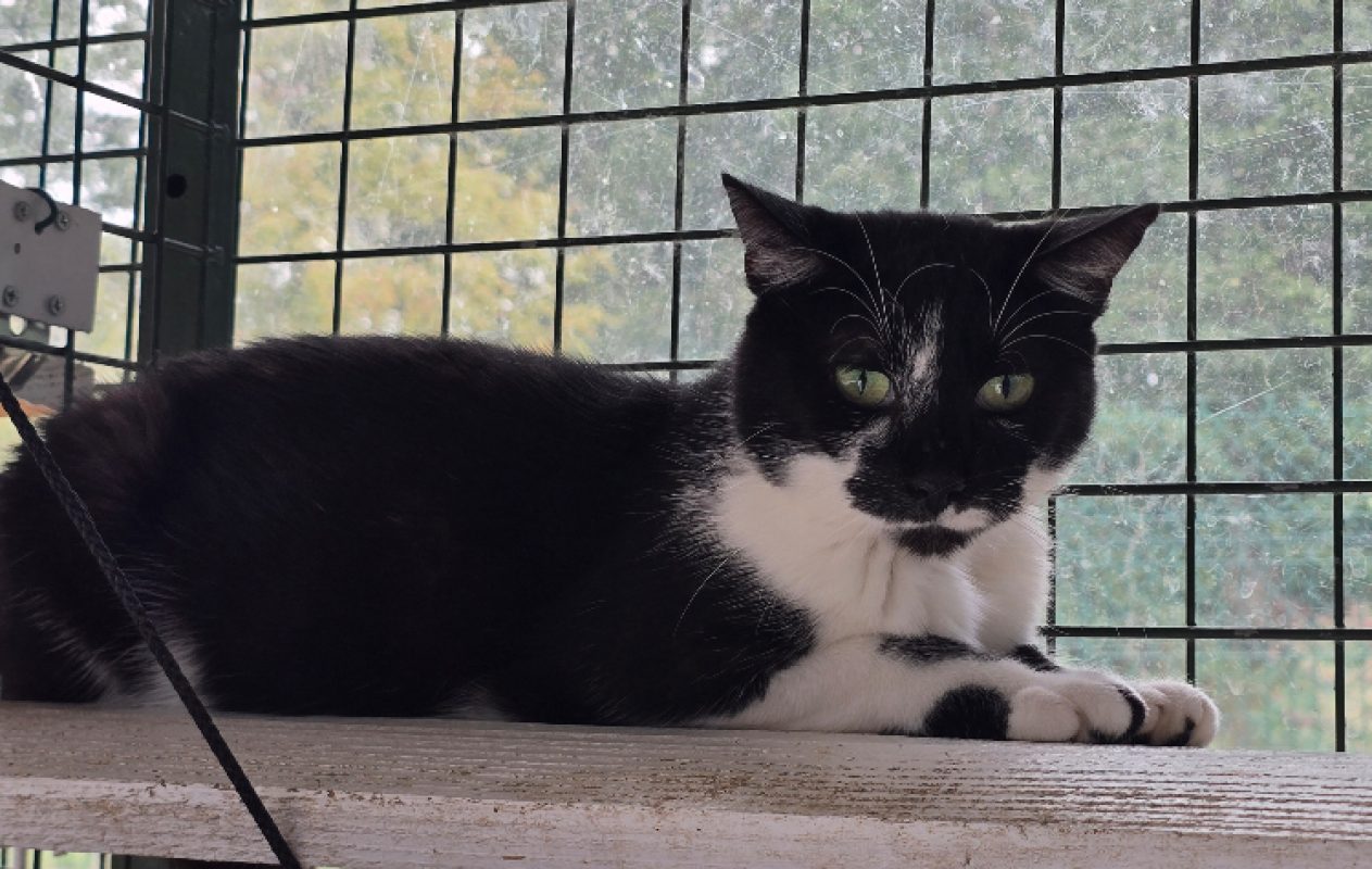 Mystere - Chat Européen à adopter - photo 2