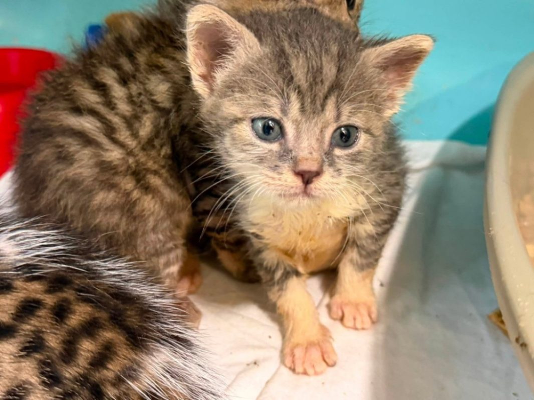 Clyde - Chat Européen à adopter