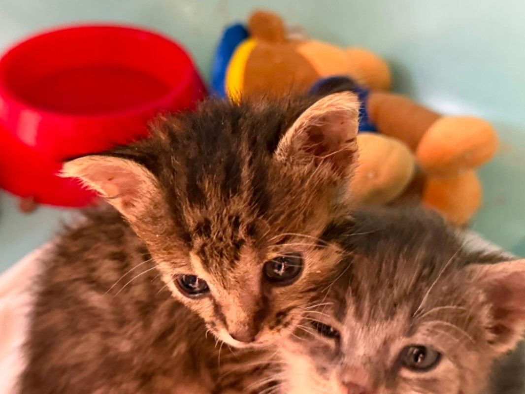 Bonny - Chat Européen à adopter
