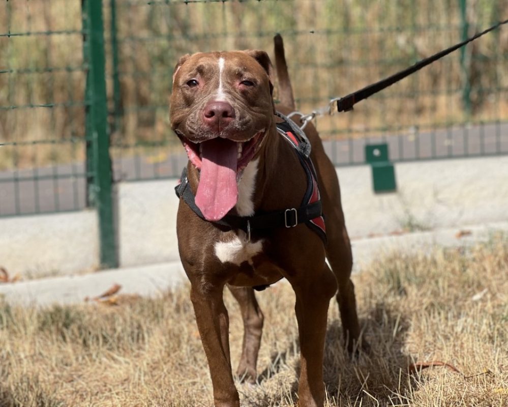 Athena - Chien à adopter