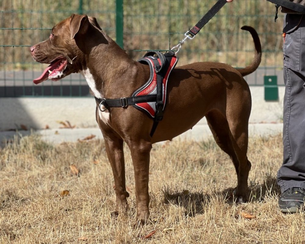 Athena - Chien à adopter - photo 2