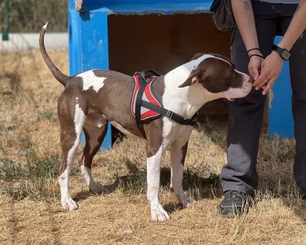 Solal - Chien à adopter - photo 2