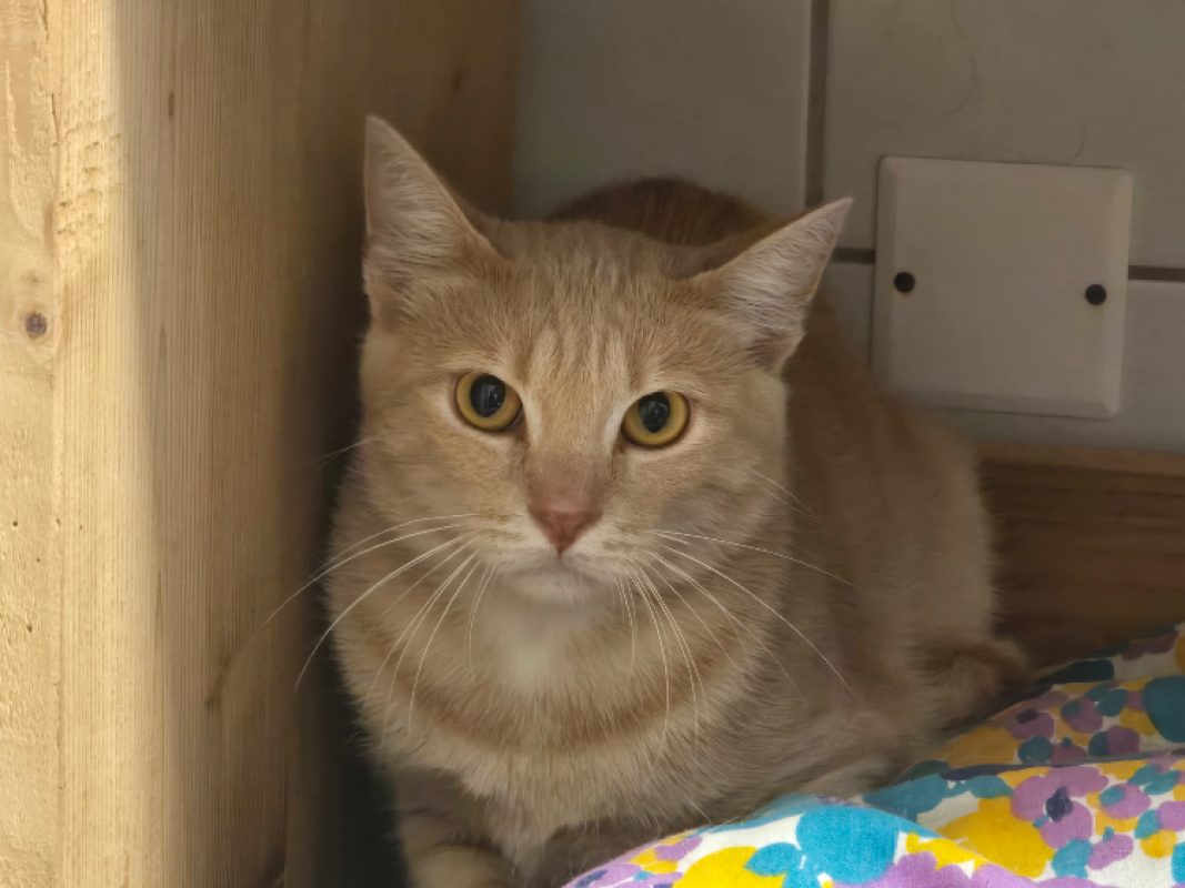 Physalis - Chat Européen à adopter