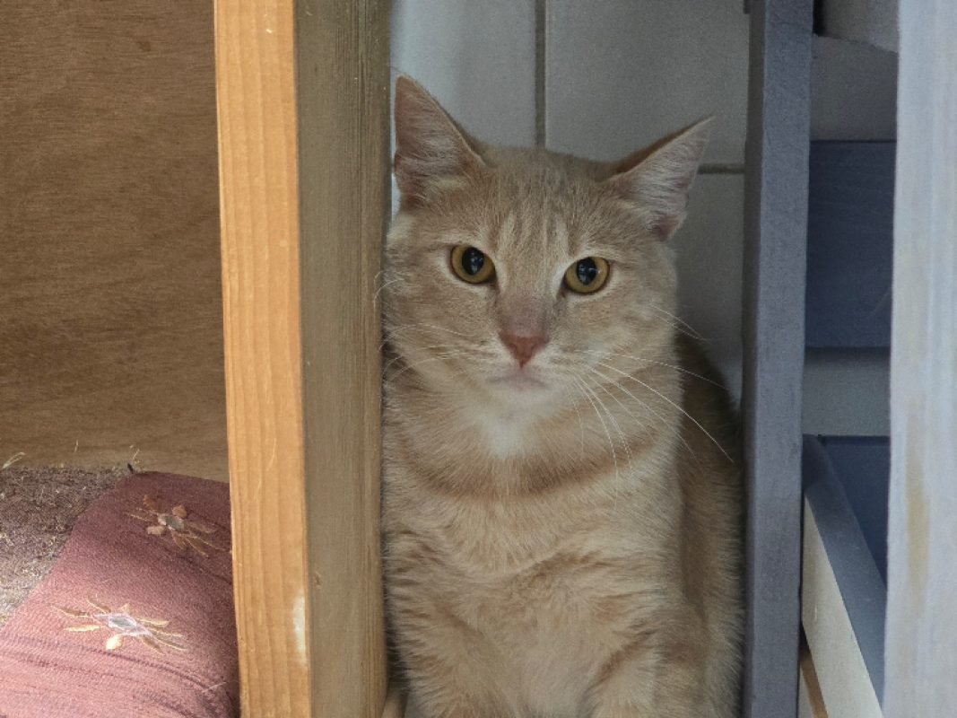 Physalis - Chat Européen à adopter - photo 2