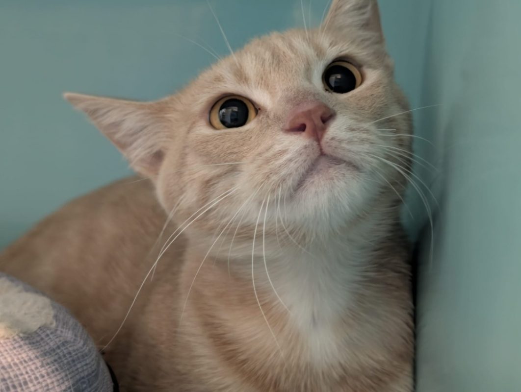 Physalis - Chat Européen à adopter - photo 4