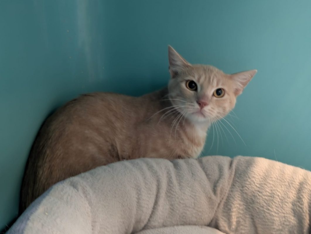 Physalis - Chat Européen à adopter - photo 5
