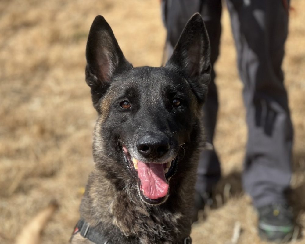 Brasko - Chien Berger Belge Malinois à adopter