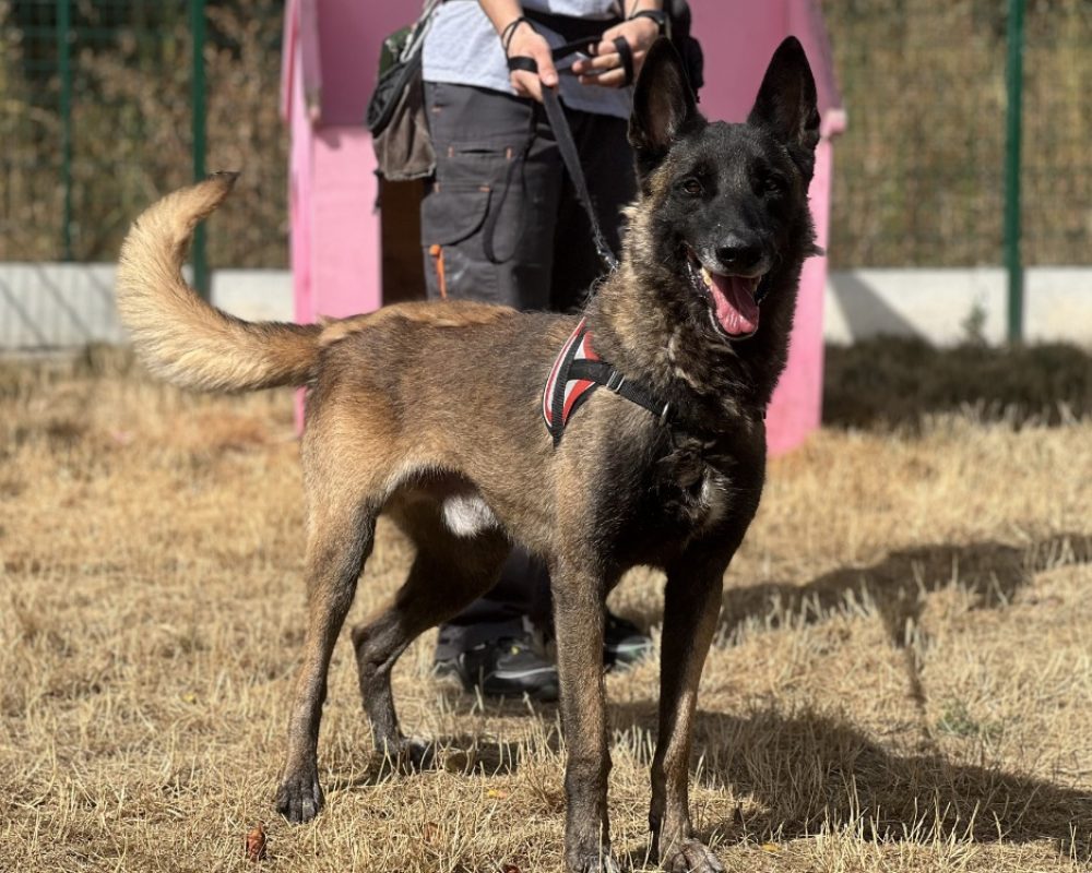 Brasko - Chien Berger Belge Malinois à adopter - photo 2