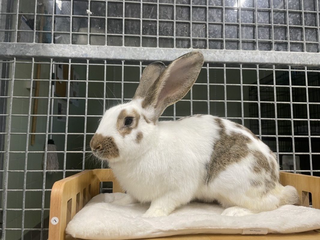 Rudolf - Rongeur Lapin à adopter
