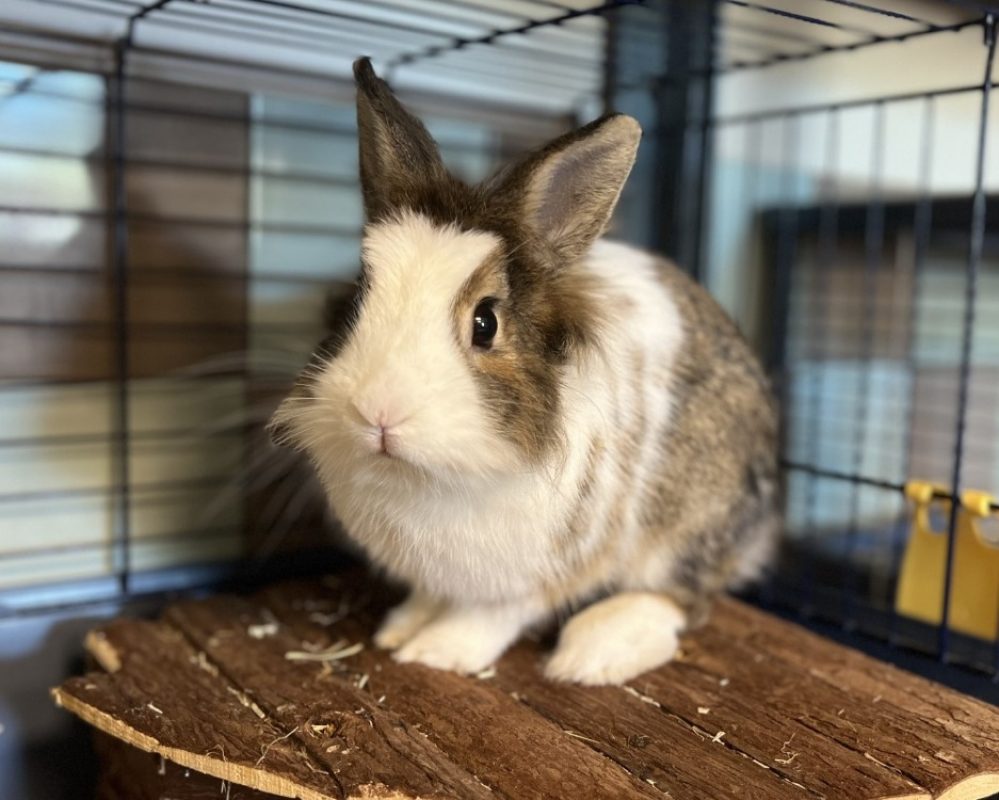 Sirocco - Rongeur Lapin à adopter