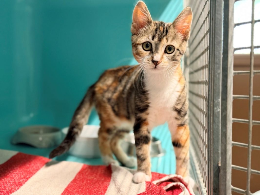 Kellogg's - Chat Européen à adopter