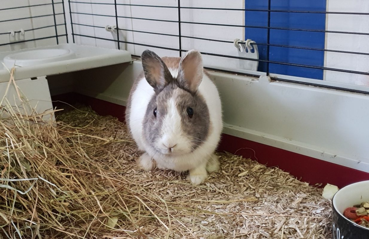 Pom - Rongeur Lapin à adopter