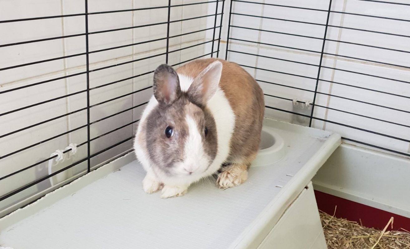 Pom - Rongeur Lapin à adopter - photo 3