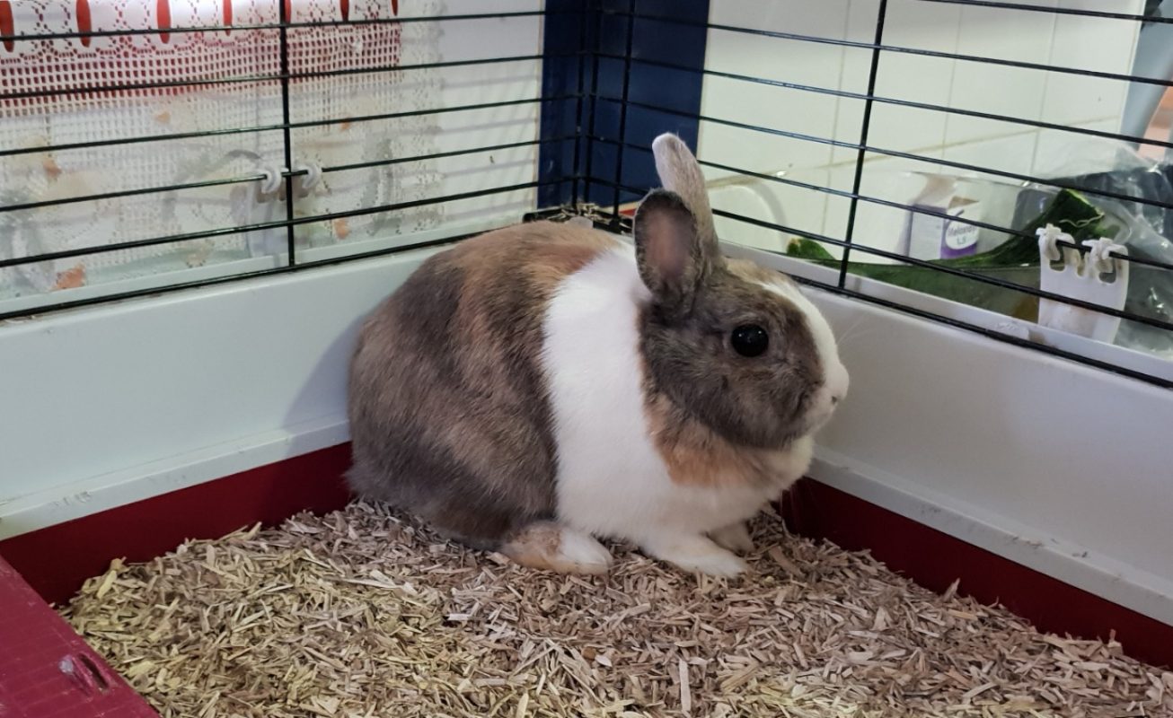 Pom - Rongeur Lapin à adopter - photo 4
