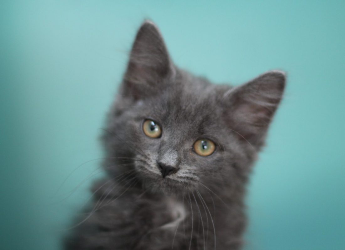 Grigri - Chat Européen à adopter