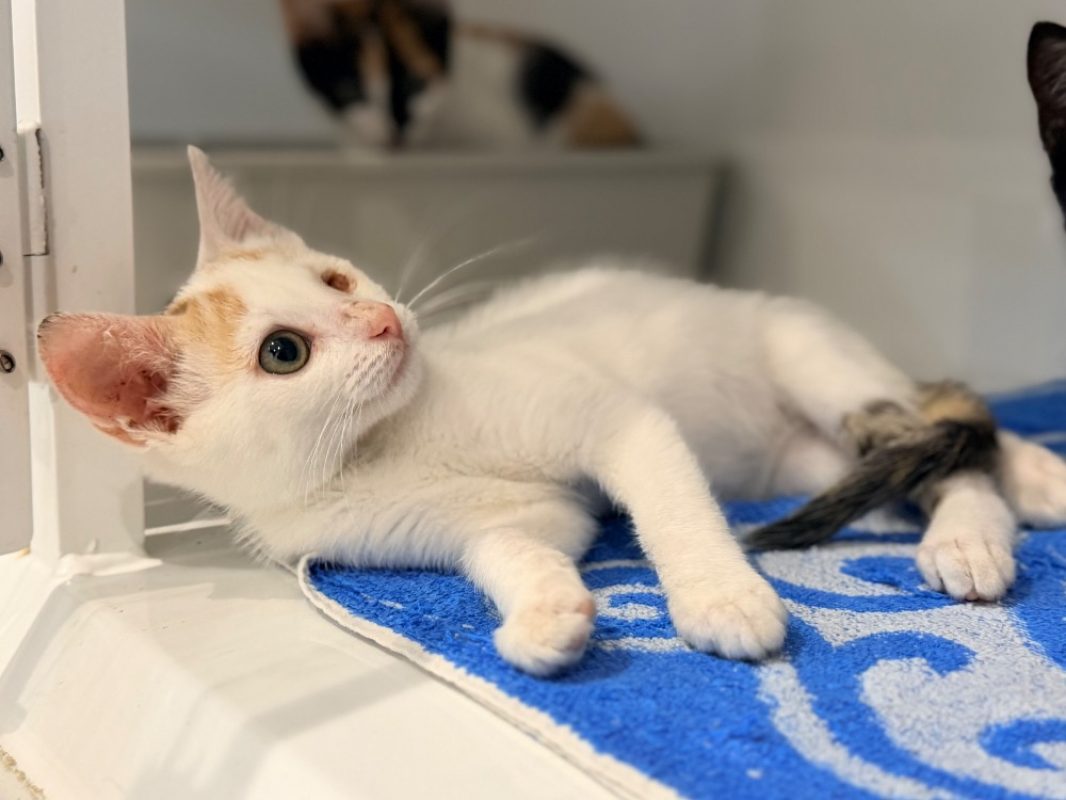 Sabord - Chat Européen à adopter
