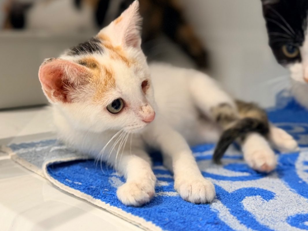 Sabord - Chat Européen à adopter - photo 2