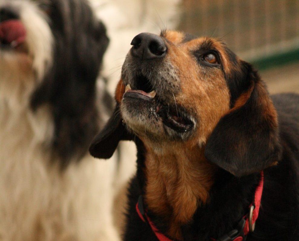 Johnny - Chien Berger à adopter