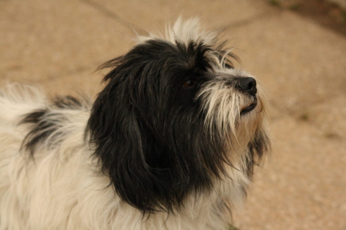 Fifi - Chien Berger des Pyrénées à adopter