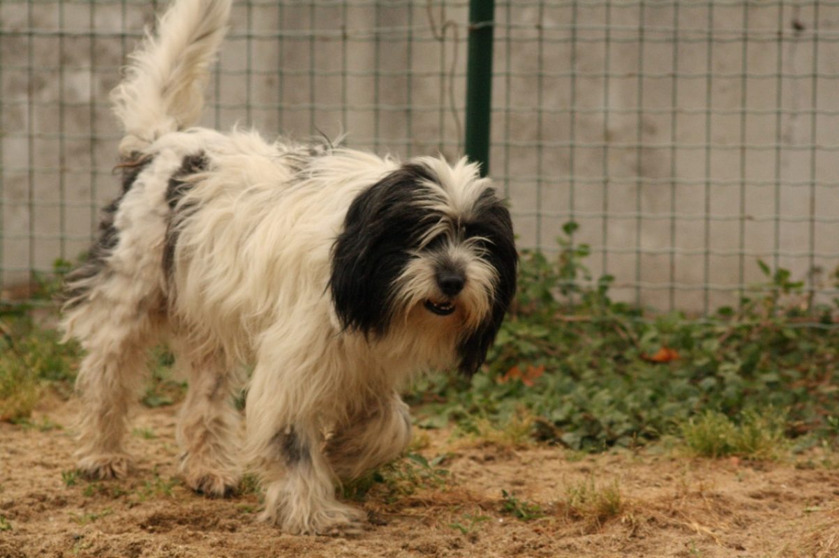 Fifi - Chien Berger des Pyrénées à adopter - photo 2