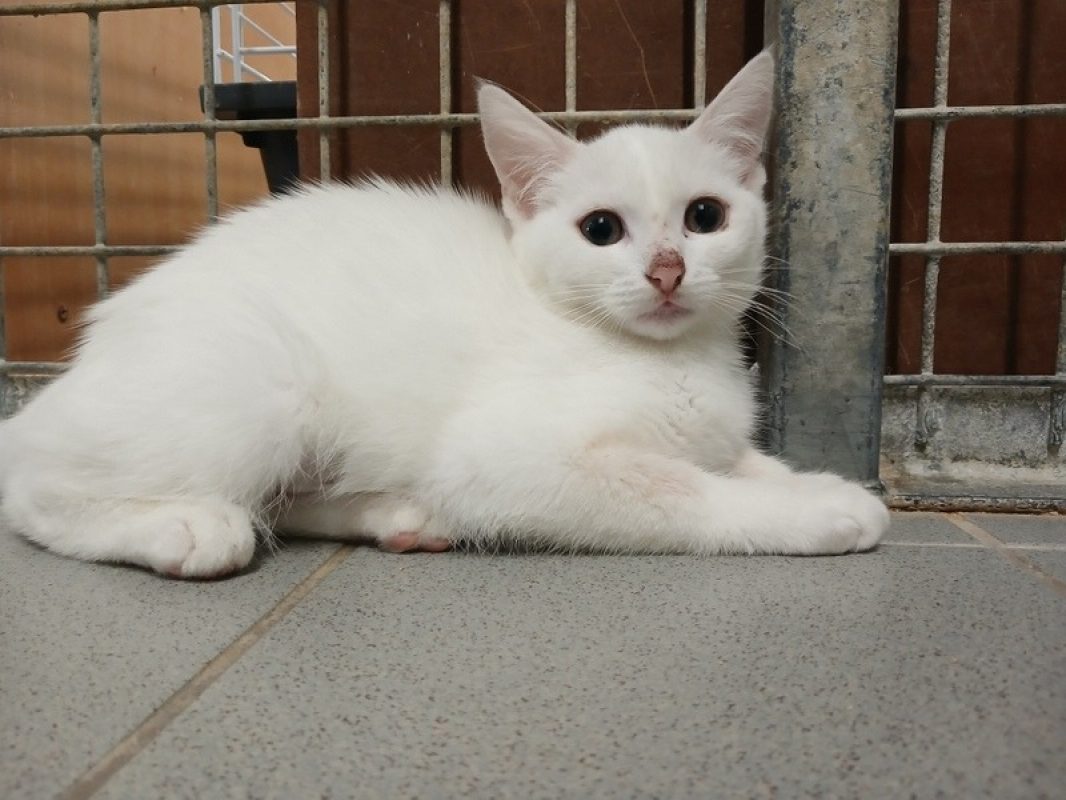 Mallory - Chat Européen à adopter