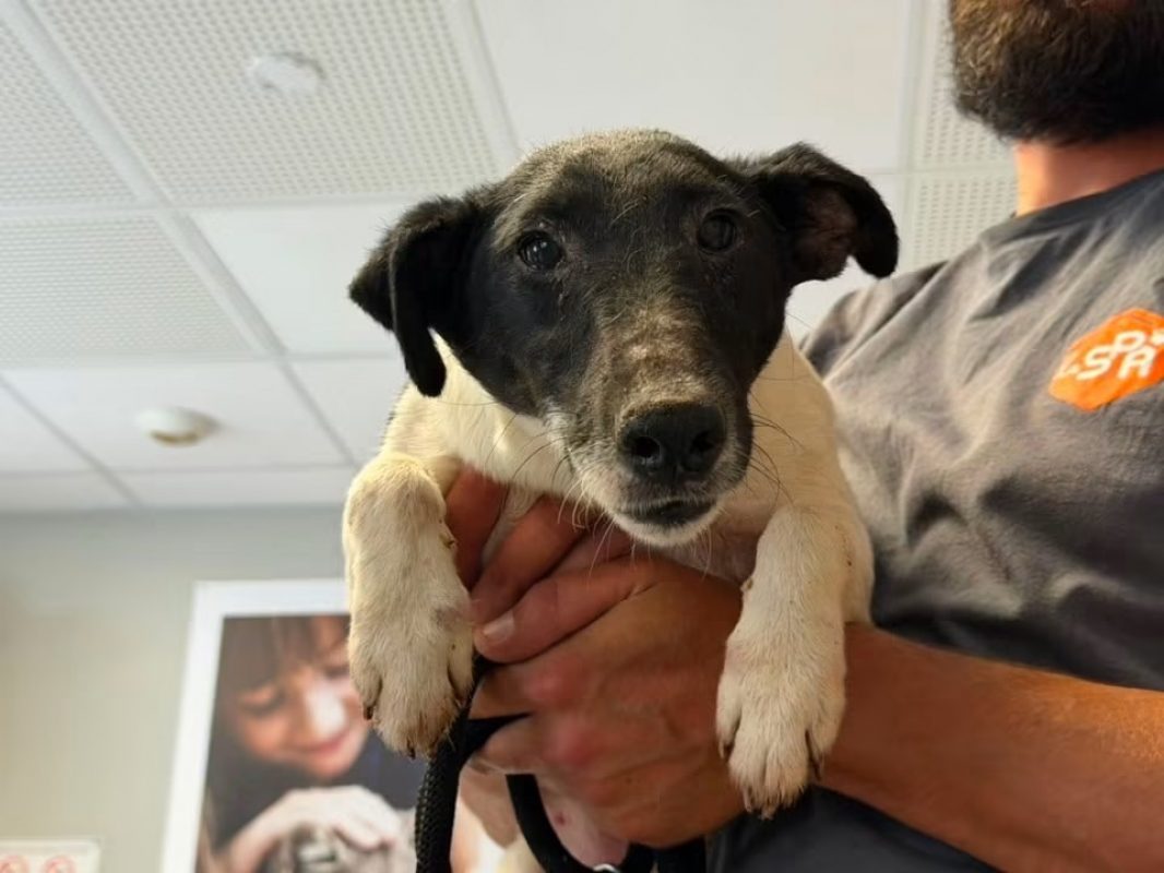Tomy - Chien à adopter