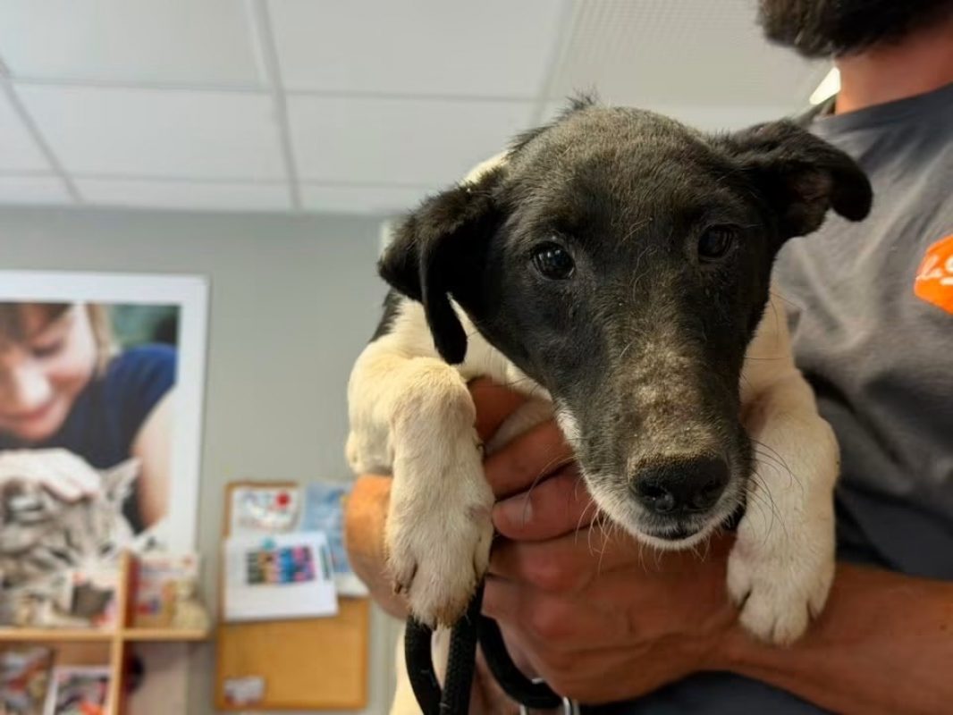 Tomy - Chien à adopter - photo 2