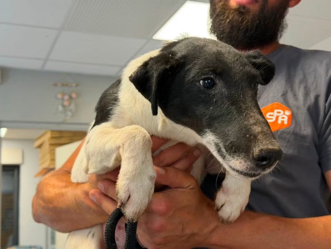 Tomy - Chien à adopter - photo 4