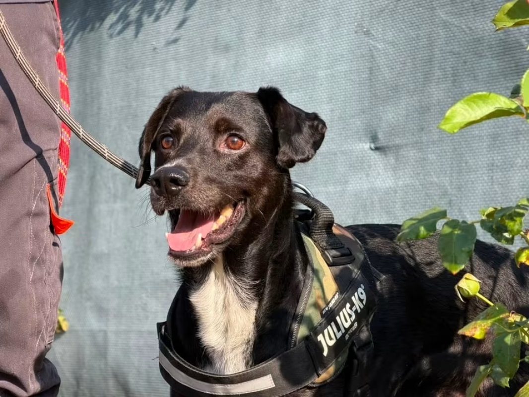 Odin - Chien à adopter
