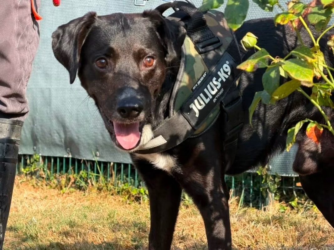 Odin - Chien à adopter - photo 2