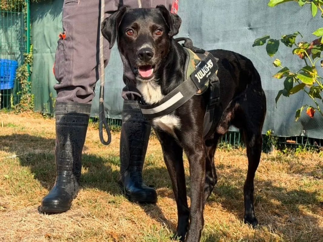Odin - Chien à adopter - photo 3