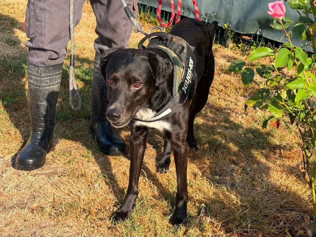 Odin - Chien à adopter - photo 4
