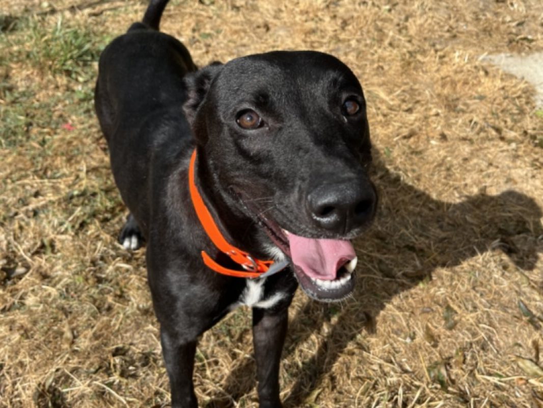Raya - Chien à adopter