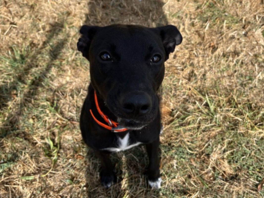 Raya - Chien à adopter - photo 2