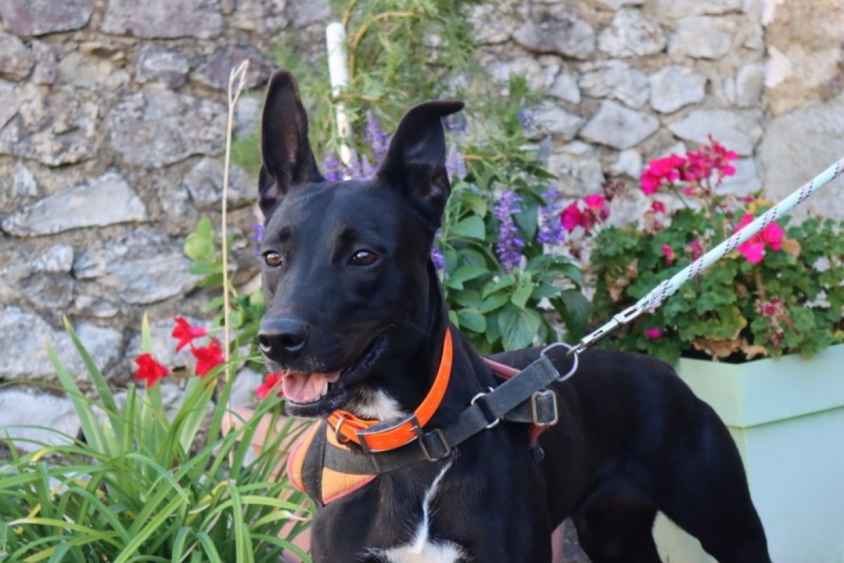 Raya - Chien à adopter