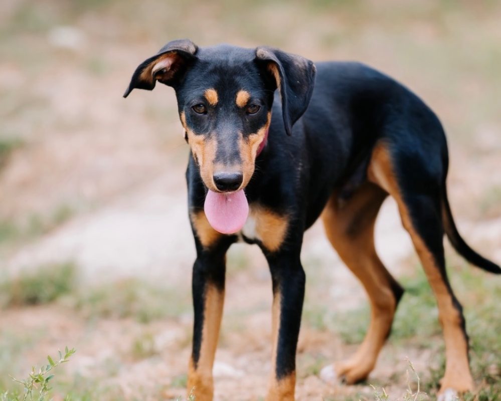 Sun - Chien à adopter