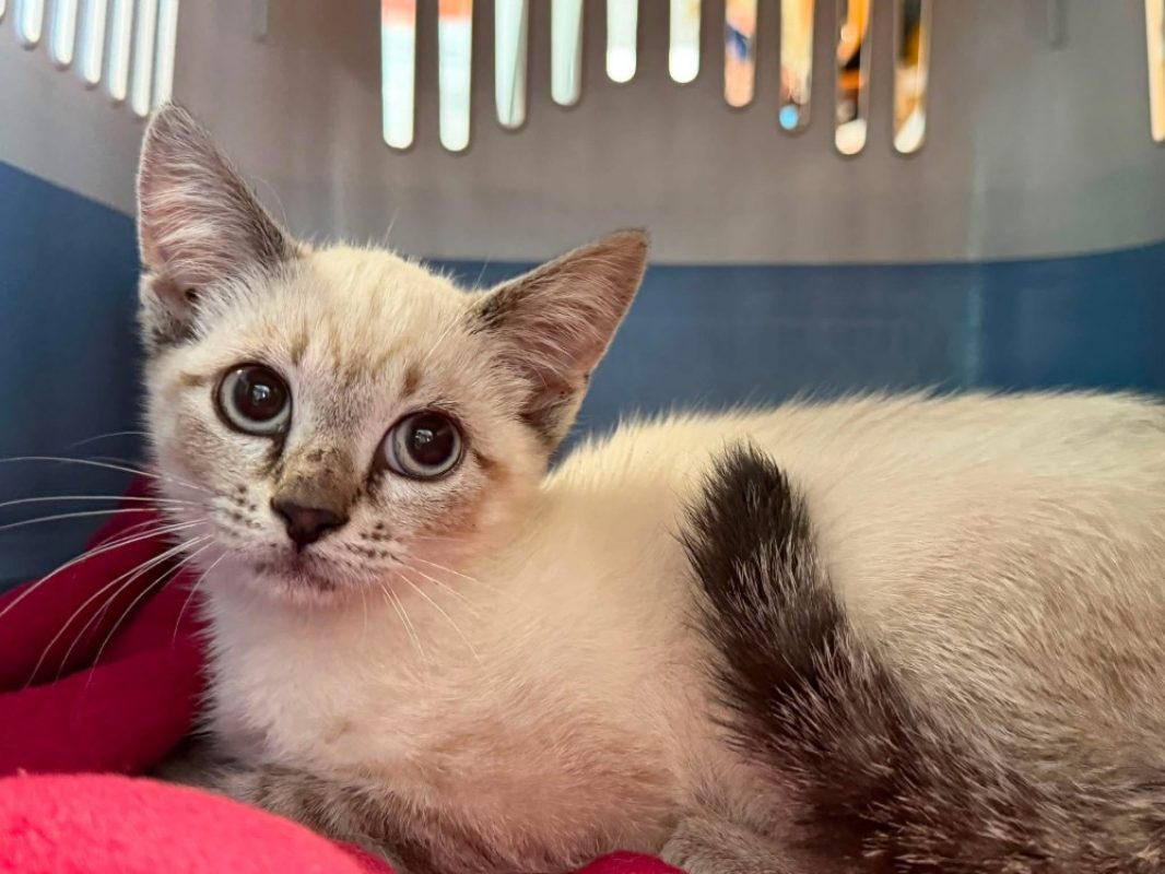 Bloom - Chat Siamois à adopter