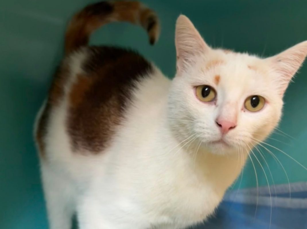 Isa - Chat Européen à adopter