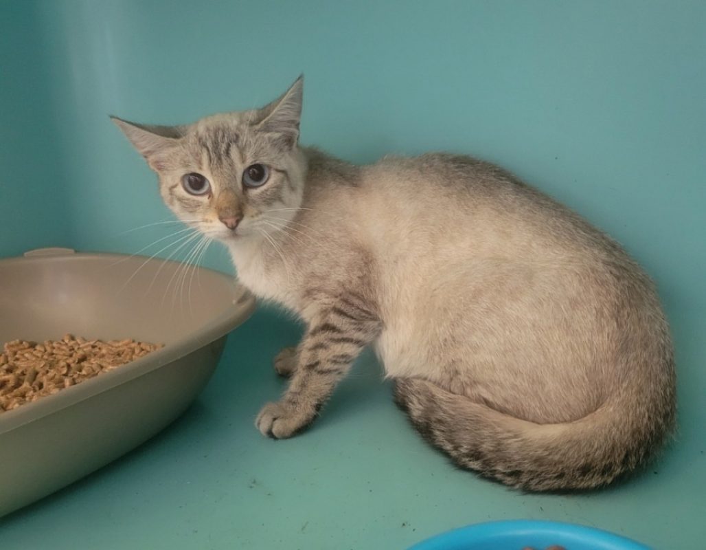Gyoza - Chat Européen à adopter