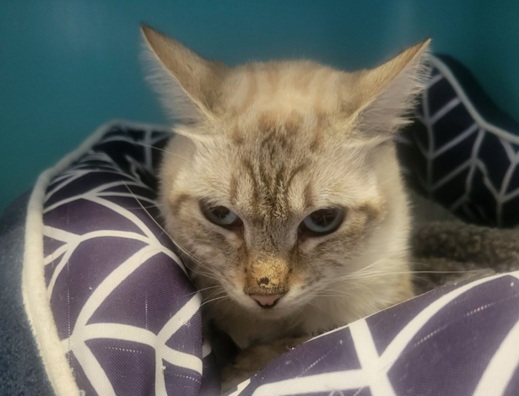 Zola - Chat Européen à adopter