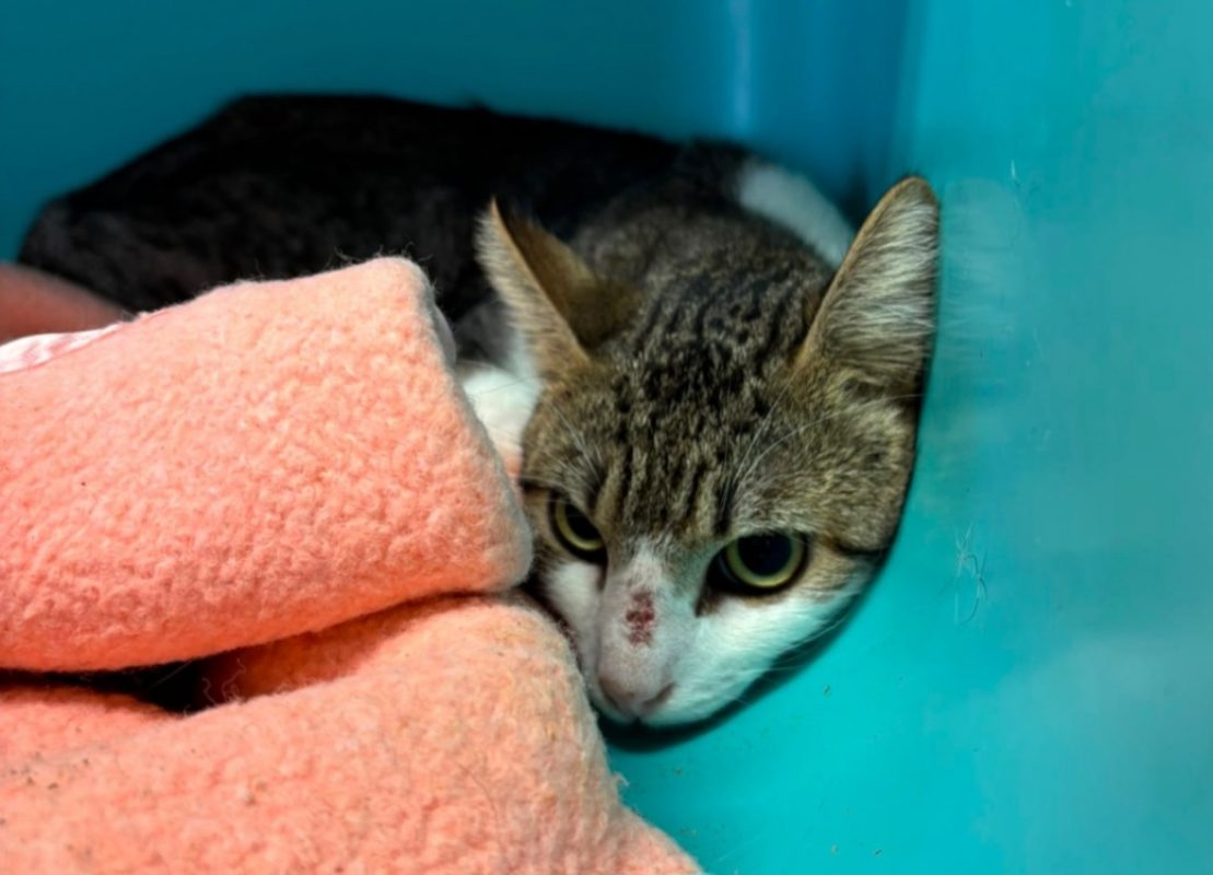 Canaille - Chat Européen à adopter