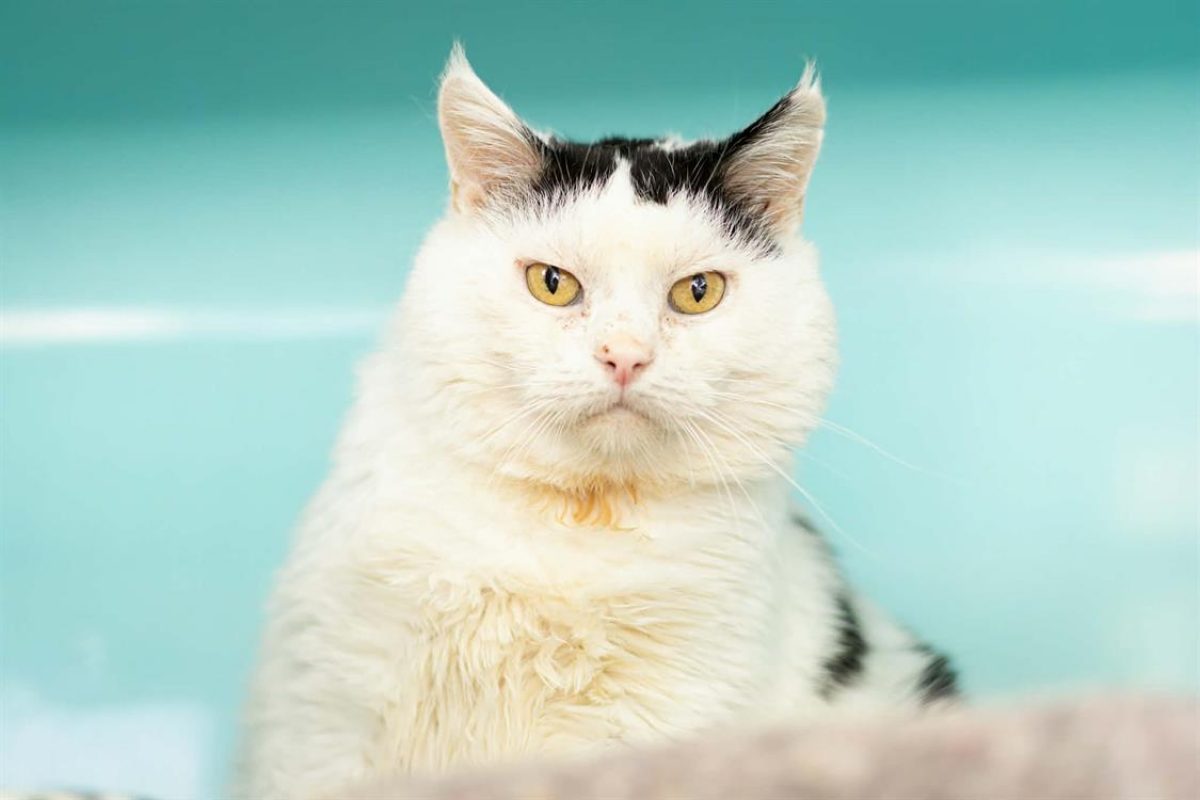 Jojo - Chat Européen à adopter