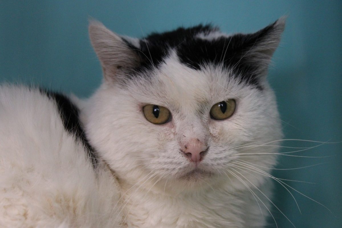 Jojo - Chat Européen à adopter - photo 2