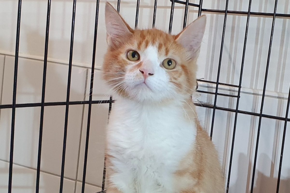 Tilou - Chat Européen à adopter