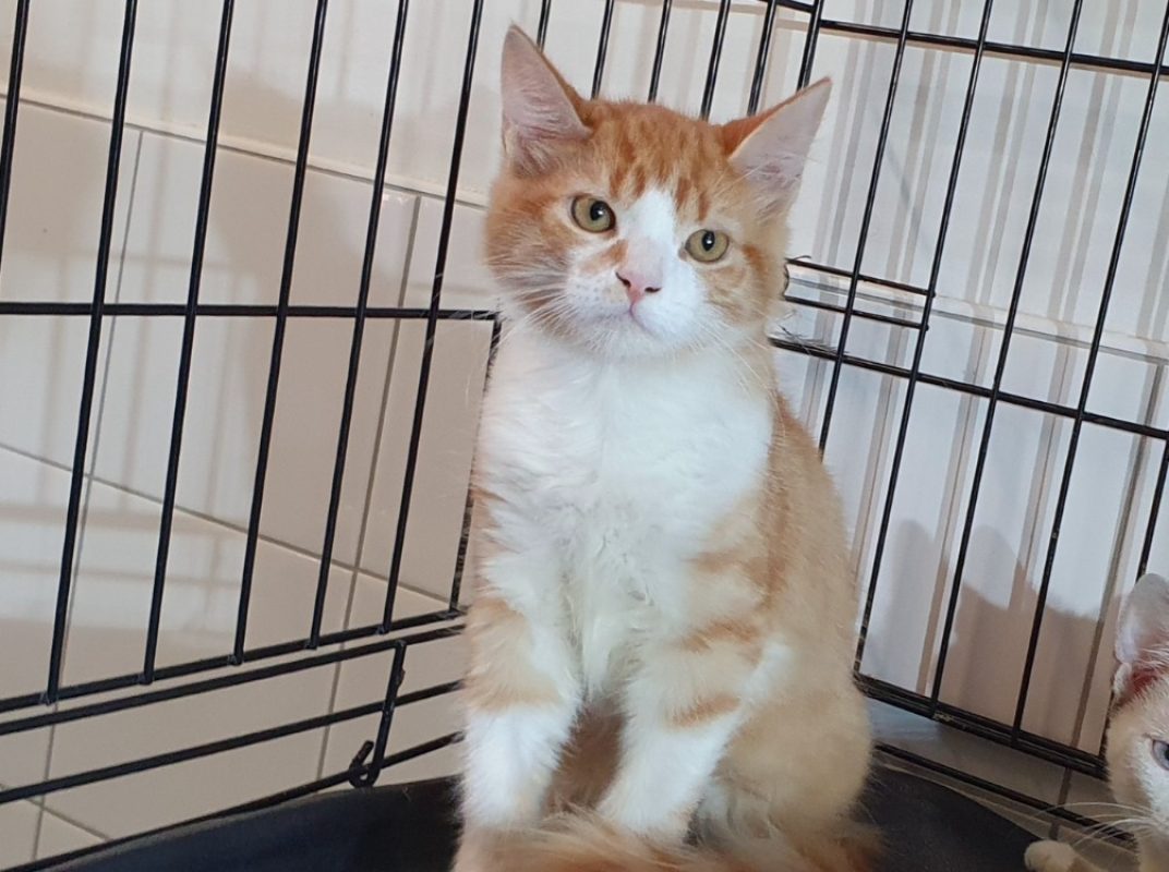 Tilou - Chat Européen à adopter - photo 2