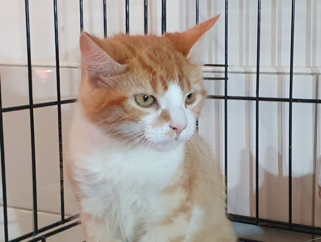 Tilou - Chat Européen à adopter - photo 3