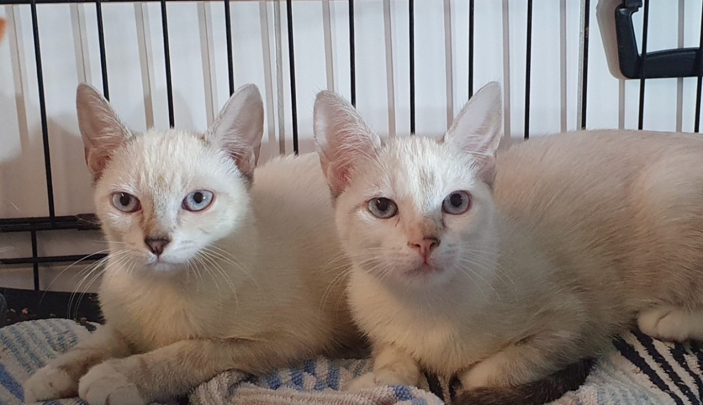 Tootsya - Chat Européen à adopter - photo 2