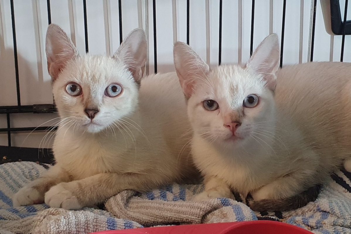 Tootsye - Chat Européen à adopter - photo 2